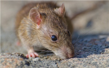 «Разгуливают, будто у себя дома!»: как красноярцы страдают от нашествия крыс и что с этим делать