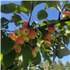 На красноярском Татышеве созрели яблоки: их можно собирать 