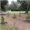 В Красноярске за несколько дней высадили почти 500 деревьев