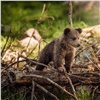 В Красноярском крае полиция проводила зашедшего в деревню медвежонка обратно в лес