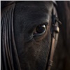 В Красноярском крае лошади с начала года покусали шесть человек