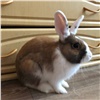 «Надоело ухаживать»: красноярка выбросила живого кролика в помойку и пойдет под суд