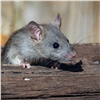 Крысы заполонили двор на правобережье Красноярска