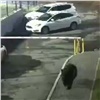 Красноярская полиция ищет гулявшего в центре города медведя (видео)