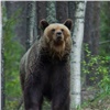 Медведя заметили у сёл под Красноярском 