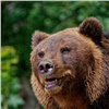 Неоднократно встречавший медведя турист поделится с красноярцами правилами безопасности