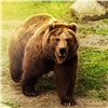Медведя заметили в красноярском Академгородке 