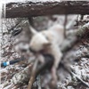 Мертвую собаку со следами издевательств нашли в лесу в Дивногорске