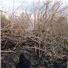 В Красноярском крае зарегистрировали первый пал травы (видео)