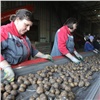 Аграрии Красноярского края получат на производство овощей и картофеля более 51 млн рублей господдержки