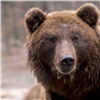 На «Красноярских Столбах» запретят посещать охранную зону из-за пробуждения медведей