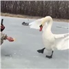 «Голодные, людей не боятся»: лебедь отлупил рыбака крыльями в Красноярском крае (видео)