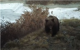 «Лакомятся муравьями и травой»: на юге Красноярского края проснулись медведи (видео)