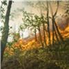 В Красноярском крае огнеборцы за сутки потушили 13 лесных пожаров