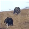 В Красноярском крае медведи держат в страхе жителей Игарки (видео)