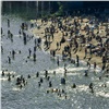 Красноярцы игнорируют запрет и купаются в водоемах на «диких» пляжах