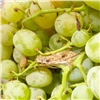 Почти 3 тонны зараженного винограда из Китая привезли в Красноярск