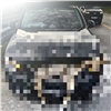 Под Красноярском автомобилист сбил насмерть косулю 