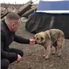 В Норильске волонтеры спасли дрейфующую на льдине собаку (видео)
