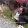 В Тюмени немецкая овчарка напала на девочку (видео)