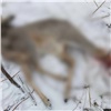 Жителя Красноярского края буду судить за убийство косули найденным в «закладке» оружием