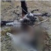 «Это какой-то флешмоб?»: норильчане находят в городе истерзанные тела собак