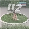 «Солевой терминатор»: голый мужчина напал на любопытного красноярца с камерой (видео)