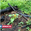 На «Красноярских Столбах» заметили кусты кабачка