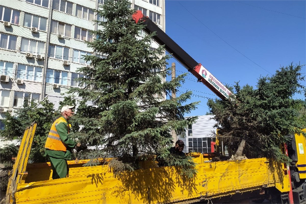 Душанбе пересадка деревьев