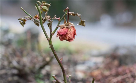 Где цветы...