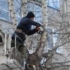 Деревья в Красноярске будут обрезать по-новому