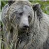 Из-за медведей туристический лагерь в «Ергаках» обнесли электроизгородью