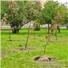 В красноярском Студгородке начали высадку яблоневого сада