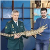 Редкий полутораметровый крокодил прописался в красноярском музее