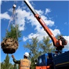 В Красноярске впервые появится единый реестр деревьев. Так их будет сложнее вырубать без спроса