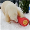 В красноярском зоопарке белой медведице подарили «кубик Рубика» с лакомствами внутри (видео)