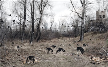 «Денег дают на отлов 100 собак, а их больше 5 тысяч!»: почему Красноярск проиграл в битве с бродячими животными