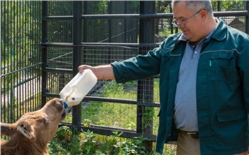 «Это подарок всему Красноярску»: Европейская ассоциация зоопарков приняла «Роев ручей» в свои ряды