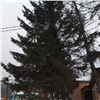 Ели рядом с музеем Астафьева в Овсянке признали опасными для людей: самое большое дерево уже спилили