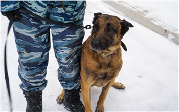 «Собаки — тоже люди»: как в Красноярске готовят псов-детективов