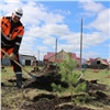 «Дерево — это жизнь»: в шахтерских городах Красноярского края высадят молодые кедры, сосны и липы 