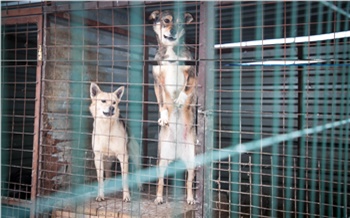 «Я не садист, я чиновник»: в Красноярске снова пытаются решить проблему бродячих собак