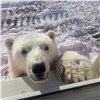 На севере Красноярского края белый медвежонок несколько месяцев прожил с вахтовиками и стал совсем ручным (видео)