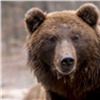 Из-за угрозы безопасности туристов в «Ергаках» отстреляют пять медведей