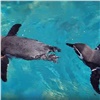 В красноярском зоопарке пингвины открыли купальный сезон (видео)