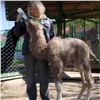 В красноярском зоопарке родился верблюжонок необычного окраса (видео)