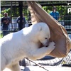 Красноярцам показали забавы медведицы Урсулы с новой игрушкой (видео)