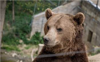 «Притворитесь мертвым!»: где в Красноярске и окрестностях можно легко стать жертвой медведя