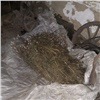 В Красноярском крае уничтожили 909 очагов дикорастущей конопли 