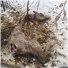 Жители Минусинского района пожаловались на опасных голодных волков